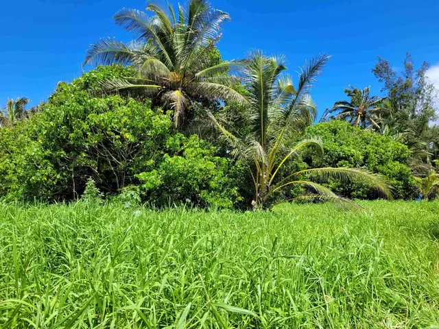 Listing Image for Keanae Rd 20 of 29