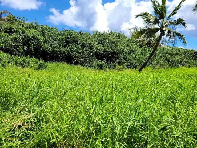 Listing Image for Keanae Rd 22 of 29