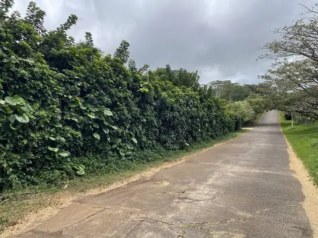 Listing Image for 50 Waipuhia Pl B 19 of 32