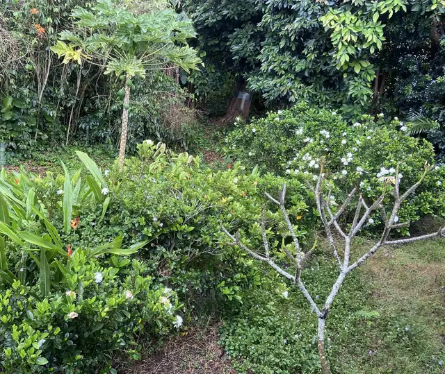 Listing Image for 50 Waipuhia Pl B 32 of 32