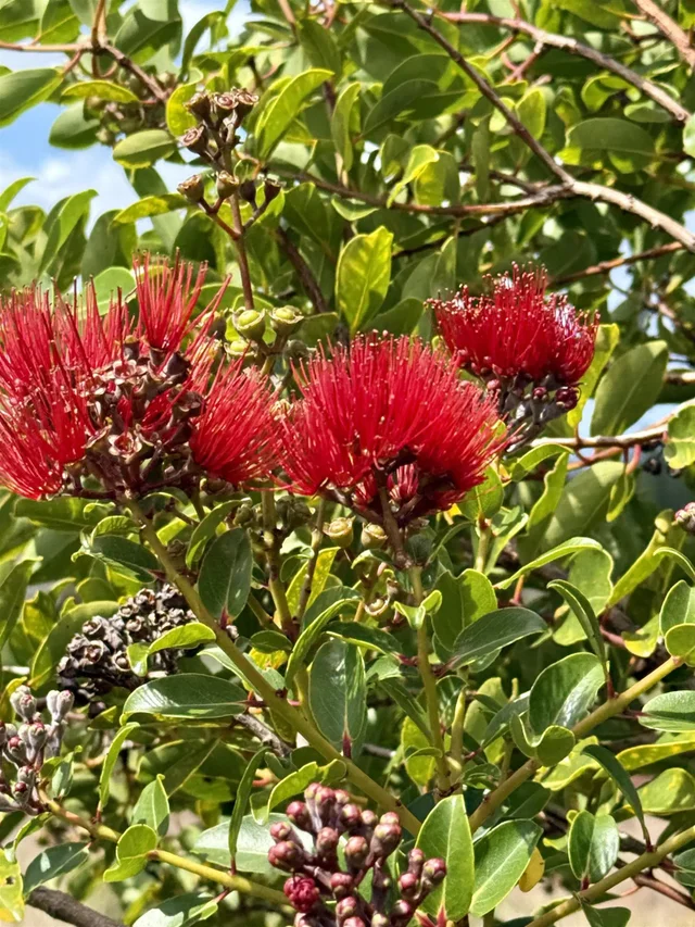 Listing Image for Mauka Of Honolua Ditch 20 of 28