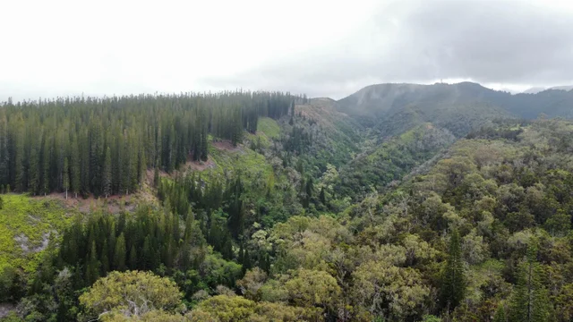 Listing Image for Mauka Of Honolua Ditch 26 of 28