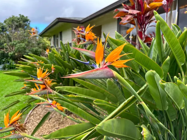 Listing Image for 1875 Lower Kula Rd 33 of 36