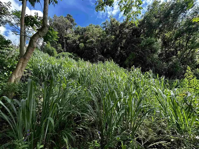 Listing Image for 6870 Hana Hwy B 12 of 13