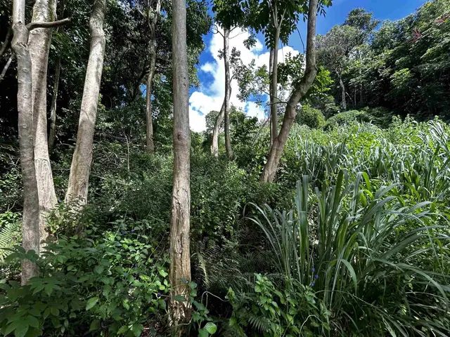 Listing Image for 6870 Hana Hwy B 13 of 13