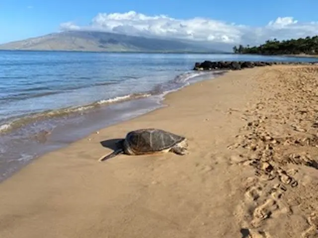 Listing Image for 940 S Kihei Rd 307c 39 of 40