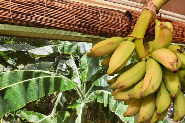 Listing Image for 100 Lio Pl P4 23 of 39