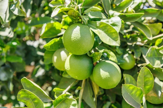 Listing Image for 140 Uwapo Rd 9-103 47 of 49