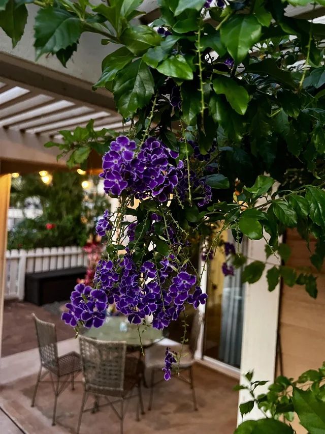 Listing Image for 140 Uwapo Rd 9-103 48 of 49