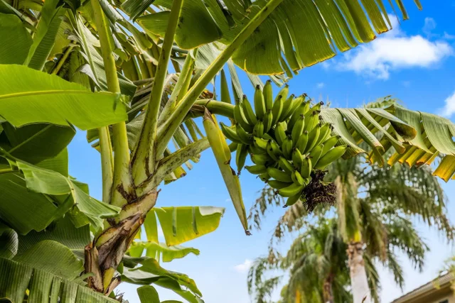 Listing Image for 332 Pualoa Nani Pl 50 of 50