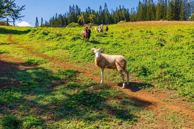 Listing Image for 300 Mehana Rd Unit B 42 of 49