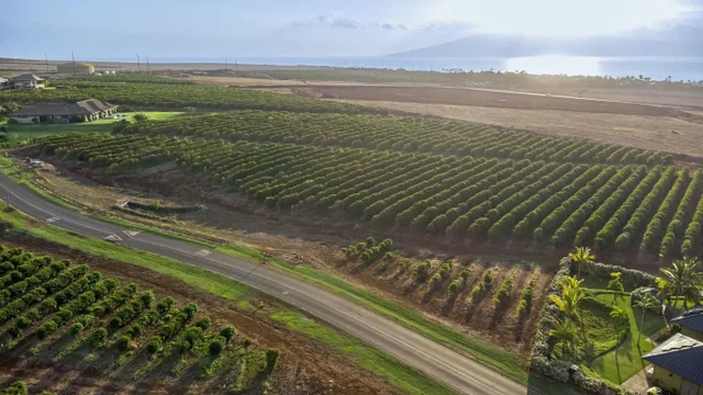 Listing Image for 517 Oka Kope St 10 of 35