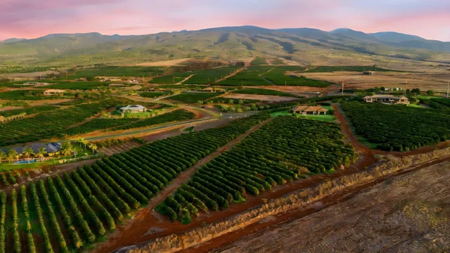 Listing Image for 517 Oka Kope St 11 of 35