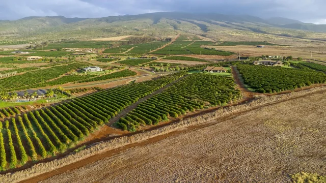 Listing Image for 517 Oka Kope St 15 of 35