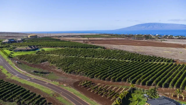 Listing Image for 517 Oka Kope St 25 of 35