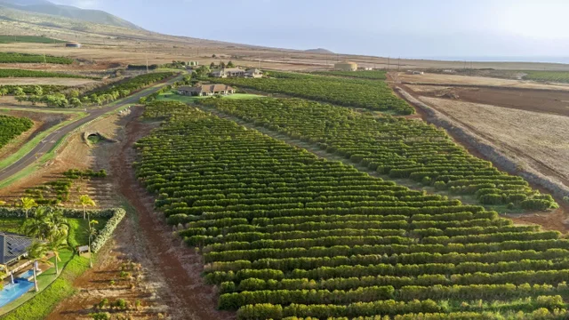 Listing Image for 517 Oka Kope St 34 of 35