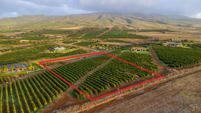 Listing Image for 517 Oka Kope St 5 of 35