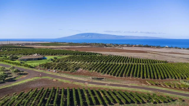 Listing Image for 517 Oka Kope St 6 of 35