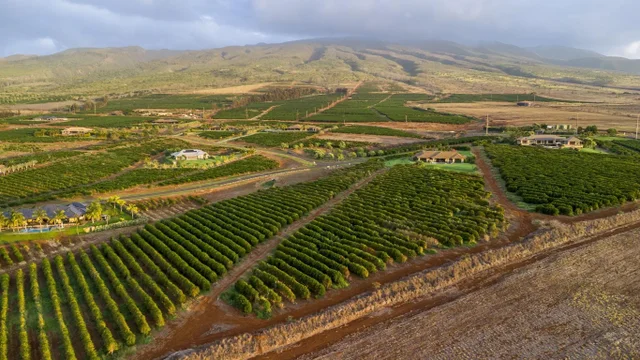 Listing Image for 517 Oka Kope St 7 of 35