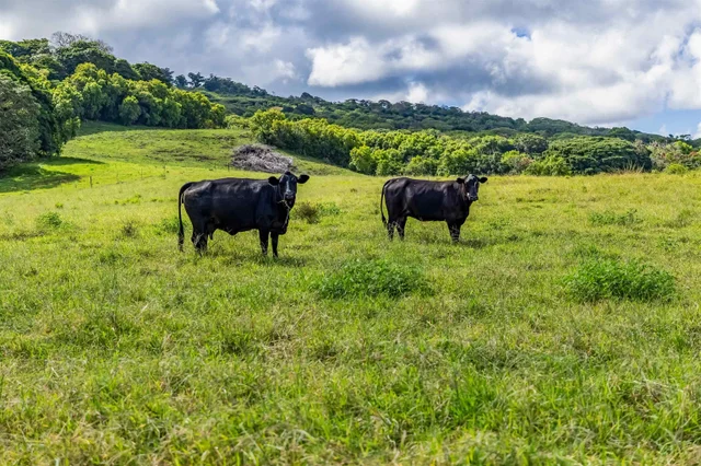 Listing Image for 0 Hana Hwy 4 of 5