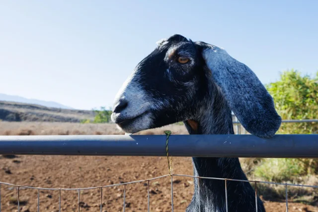 Listing Image for 182 Hoomaikai Pl Unit B 36 of 36