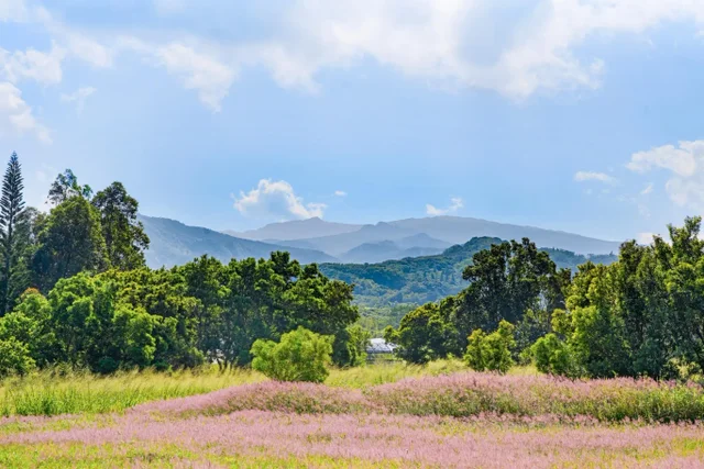 Listing Image for 238 Keoawa St Lot 21 8 of 19