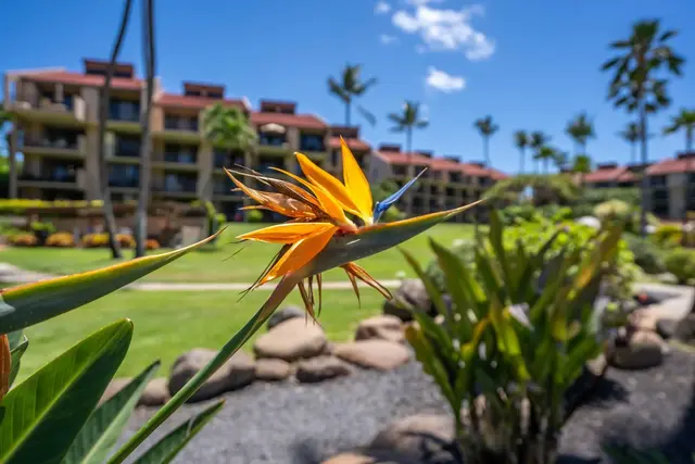 Listing Image for 2695 S Kihei Rd 7405 34 of 39
