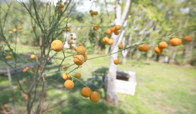 Listing Image for 854 Olowalu Rd Apt B 33 of 44