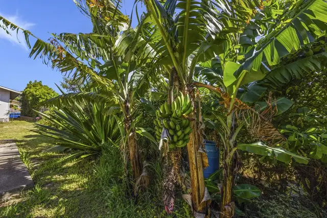 Listing Image for 1091 Puana St 48 of 49