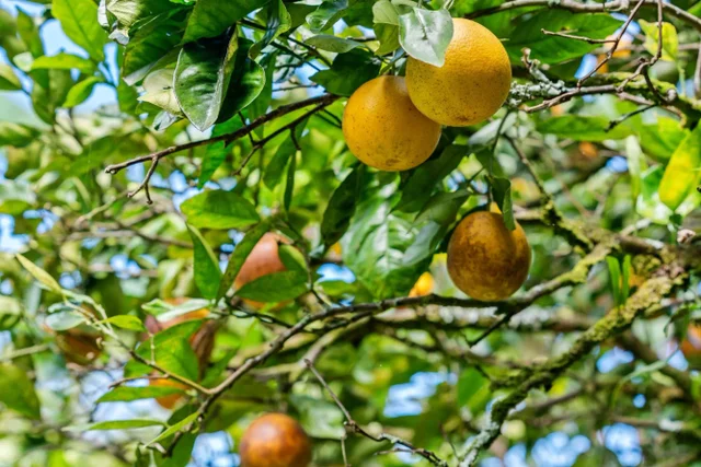 Listing Image for 8040 Hana Hwy 49 of 50