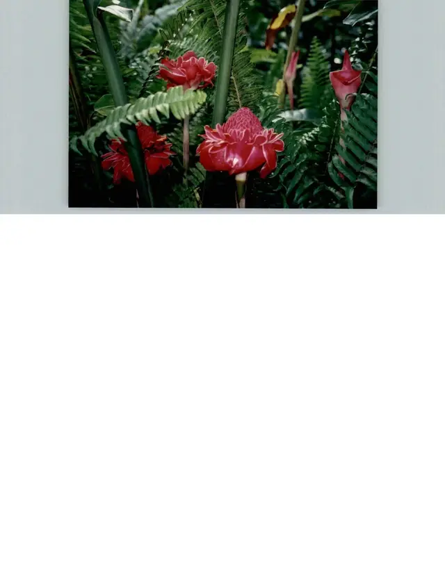 Listing Image for 810 Nahiku Rd 50 of 50