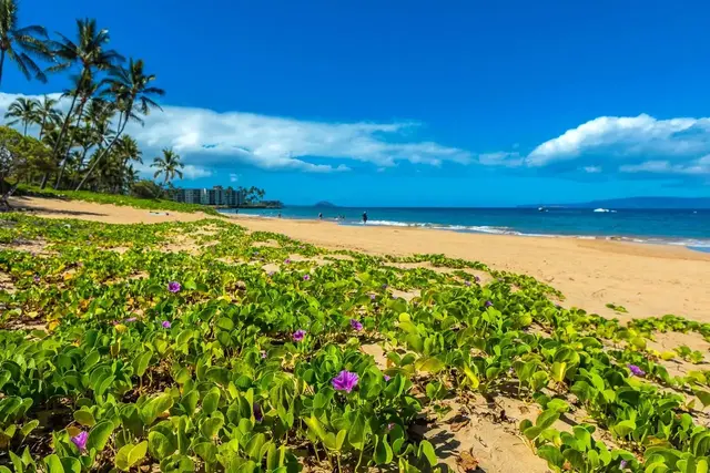 Listing Image for 2191 S Kihei Rd 1325 26 of 33