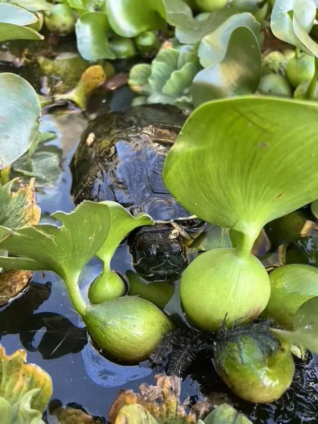 Listing Image for 125 Hiwalani Loop 44 of 50