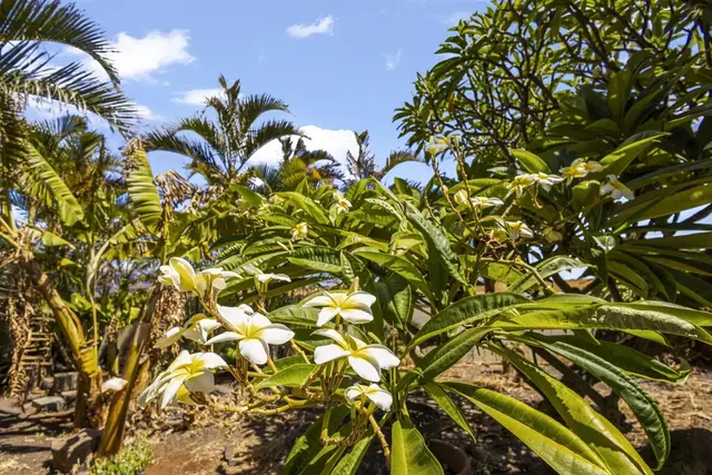 Listing Image for 798 Mahealani Pl 46 of 50