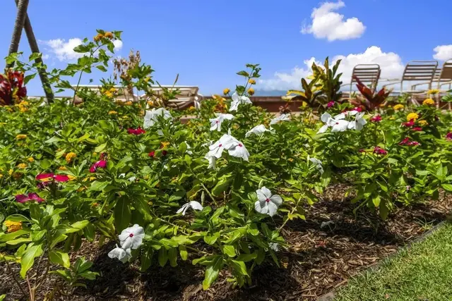 Listing Image for 3765 Lower Honoapiilani Rd 102 38 of 46
