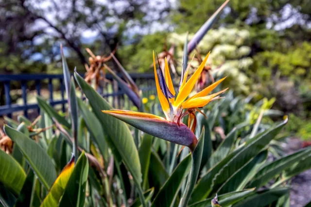 Listing Image for 61 Huluhulu Pl 39 of 50