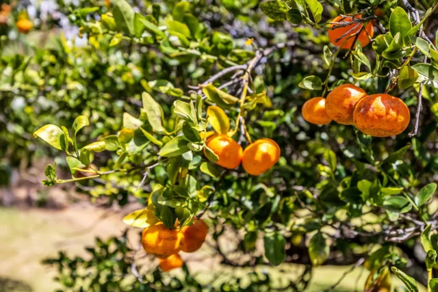 Listing Image for 61 Huluhulu Pl 41 of 50