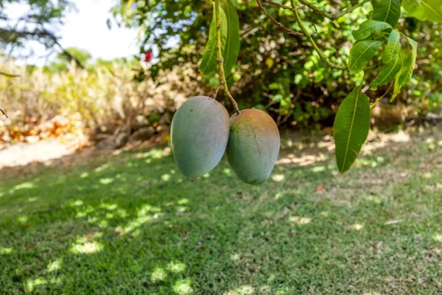 Listing Image for 61 Huluhulu Pl 44 of 50