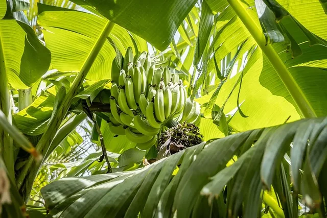 Listing Image for 720 Hana Hwy 7 44 of 46