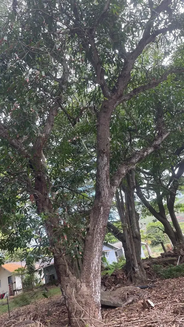 Listing Image for 0 Ululani St 3 of 12