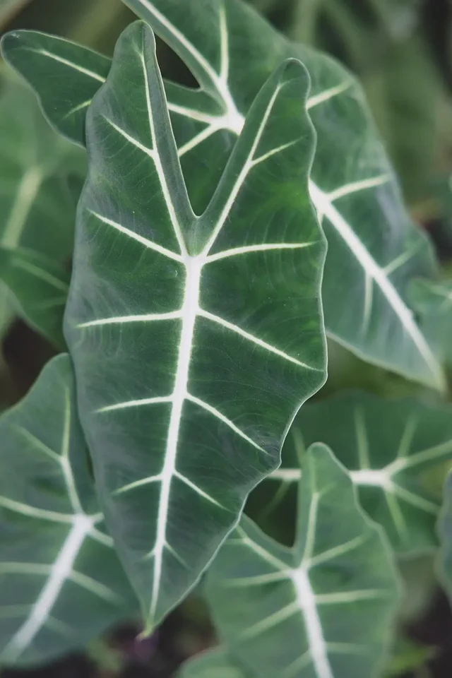 Listing Image for 715 Laulama Pl 47 of 48