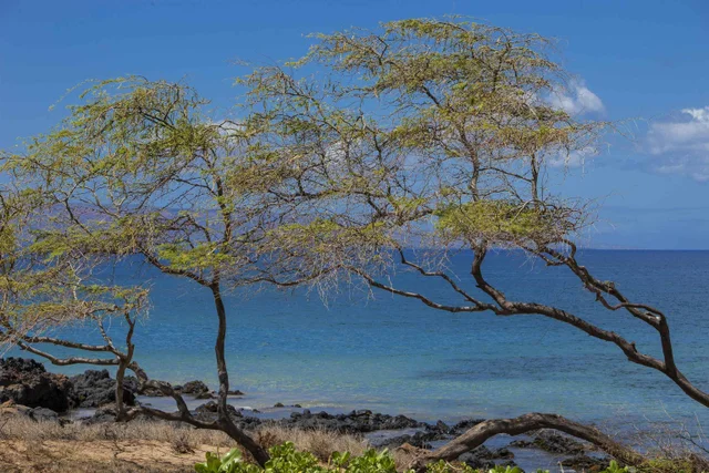 Listing Image for 2695 S Kihei Rd 7308 34 of 42