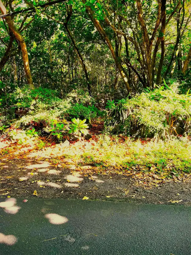 41355 Hana Hwy Hwy, Kipahulu, 402637 - 2/5