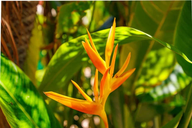 Listing Image for 2191 S Kihei Rd 1118 32 of 40