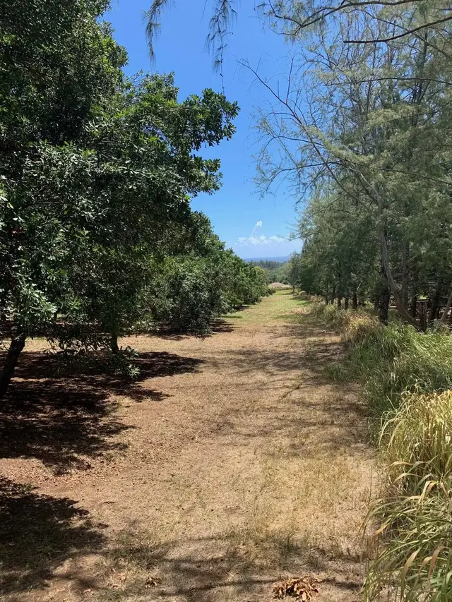 Listing Image for 201 Heahea Pl 12 6 of 13