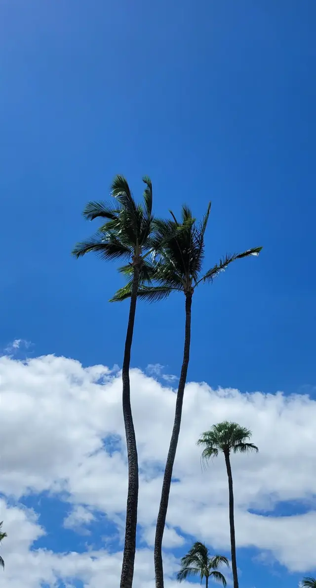 Listing Image for 2695 S Kihei Rd 8-104 14 of 14