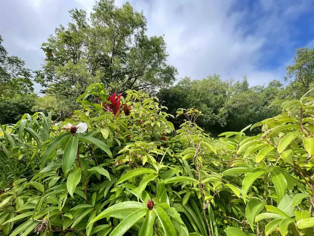 Listing Image for 440 Huelo Rd 22 of 28