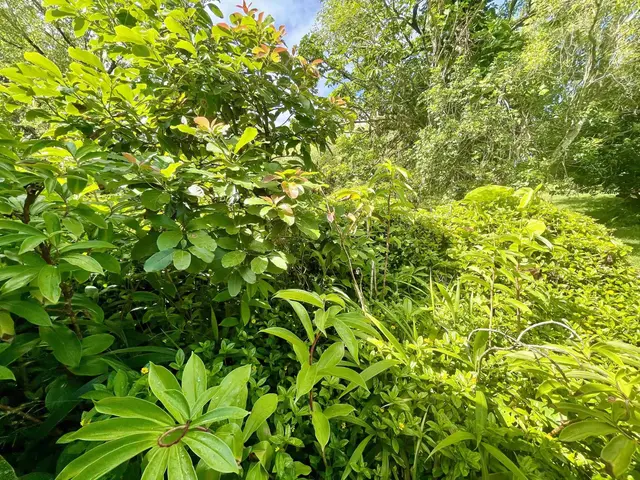 Listing Image for 440 Huelo Rd 25 of 28