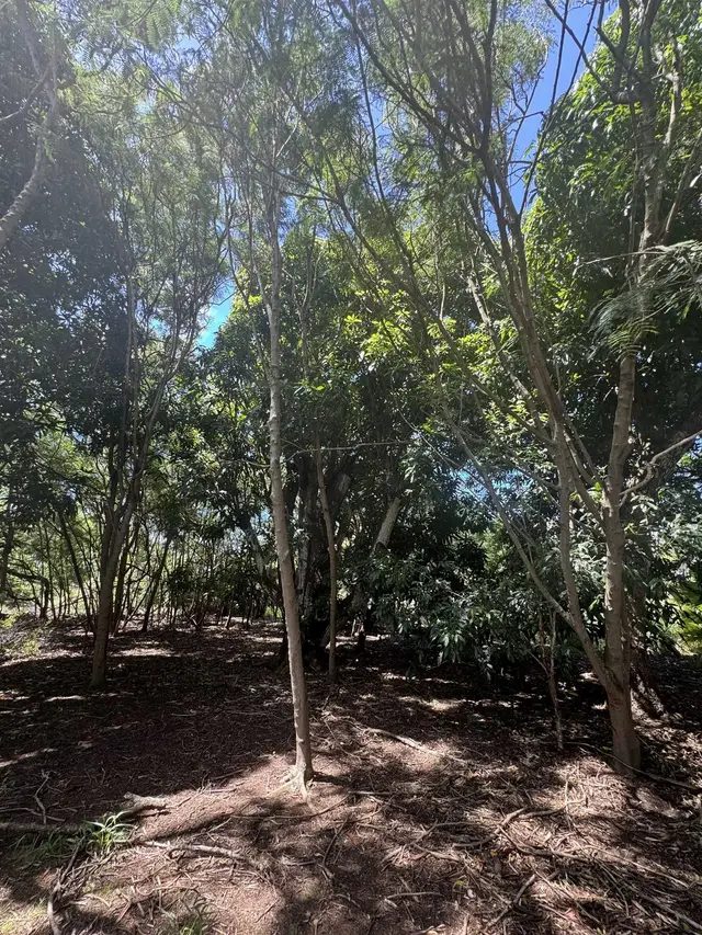 Listing Image for 7308 Kamehameha V Hwy 9 of 18