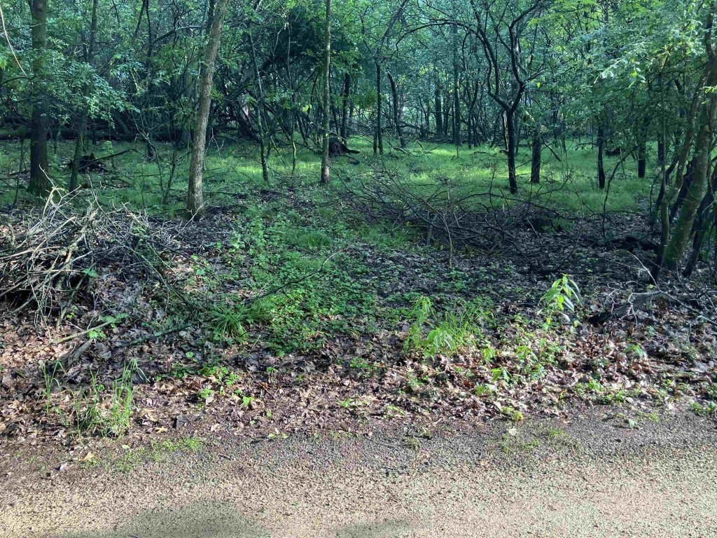 Echo Lake Road, WILD ROSE